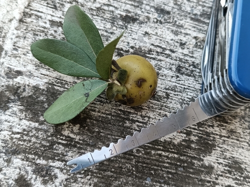 Diospyros palmeri, photograph 3