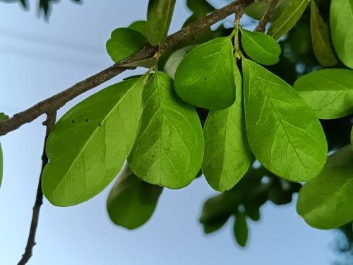 Diospyros palmeri, photograph 5