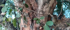 Diospyros palmeri, photograph (c) nasua, some rights reserved (CC BY)