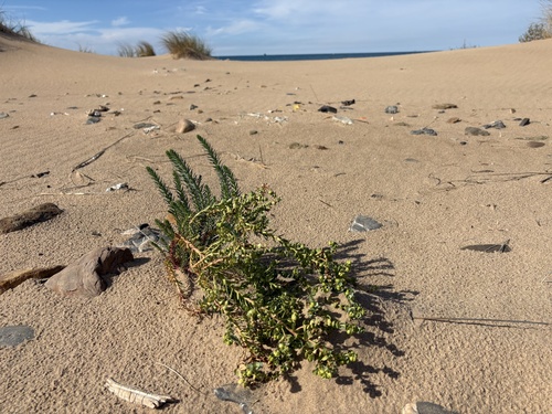 Sea Spurge