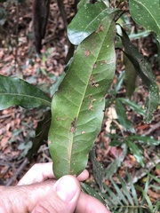 Beilschmiedia obtusifolia