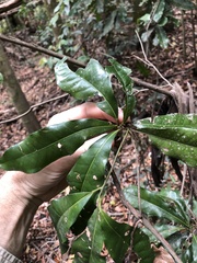 Beilschmiedia obtusifolia