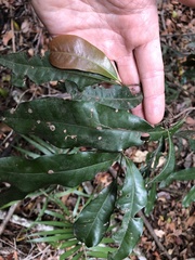 Beilschmiedia obtusifolia