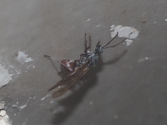 Polyrhachis