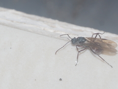 Polyrhachis