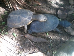 Mesoclemmys tuberculata