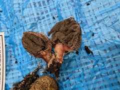 ザラツキカタカワタケ