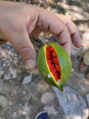 Tabernaemontana tomentosa