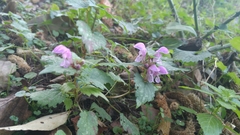Lamium maculatum