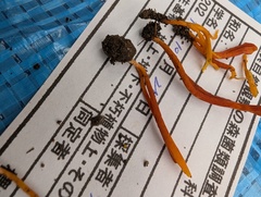 ベニナギナタタケ