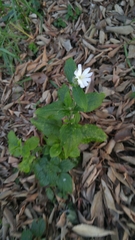 Silene latifolia