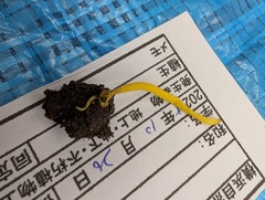 キソウメンタケ