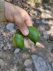 Tabernaemontana tomentosa