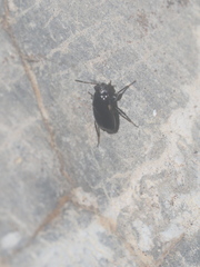 Insecta