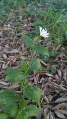 Silene latifolia