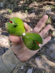 Tabernaemontana tomentosa
