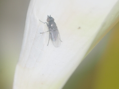 Diptera