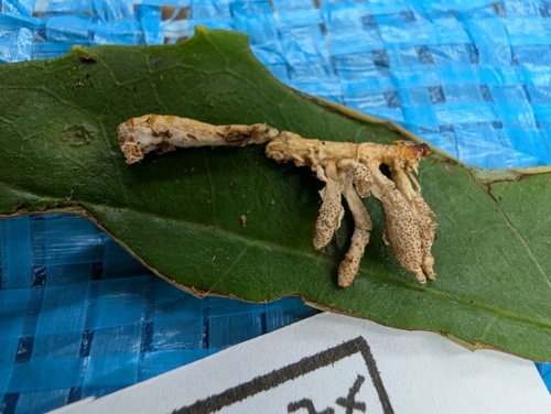 クチキフサノミタケ