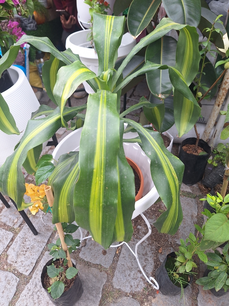 Dracaena fragrans with bright yellow-green striped leaves