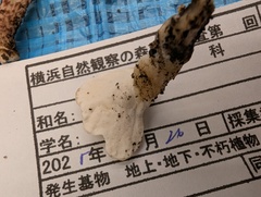Loweomyces fractipes
