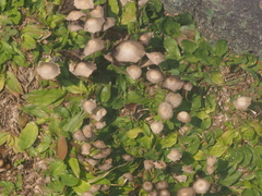 Fungi