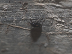 Insecta