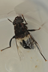 Helophilus cingulatus