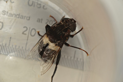 Helophilus cingulatus