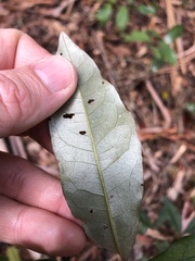 Heritiera trifoliolata