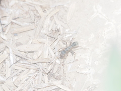 Formicidae