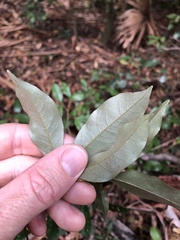 Heritiera trifoliolata