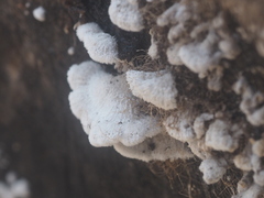 Fungi