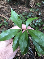 Heritiera trifoliolata