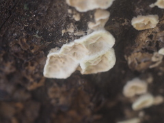 Fungi