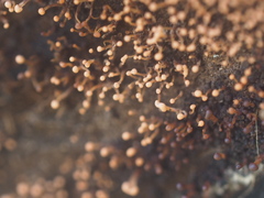 Fungi