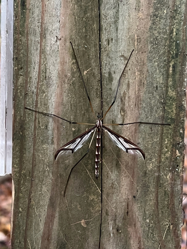 Unknown species found near Campground Rd, Felton, DE, US