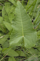 Rumex ujskensis