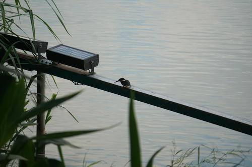 Common Kingfisher