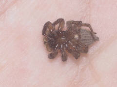 Salticidae
