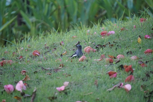 Oriental Magpie-Robin