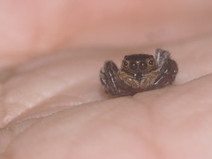 Salticidae