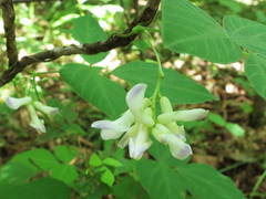 Amphicarpaea edgeworthii