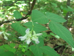 Amphicarpaea edgeworthii
