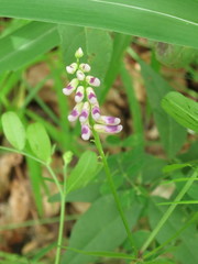 Vicia amurensis