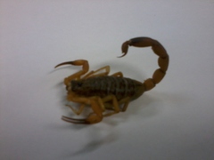 Tityus serrulatus