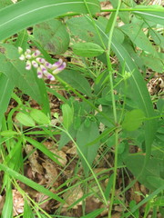 Vicia amurensis