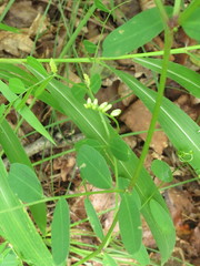 Vicia amurensis
