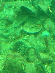 Forsterygion maryannae