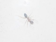 Camponotus