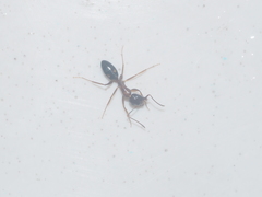 Camponotus